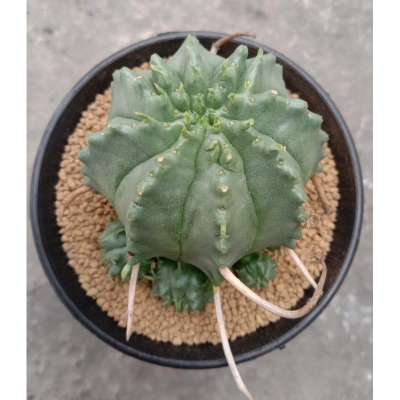 euphorbia valida seedling