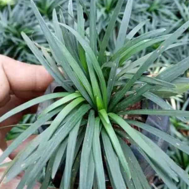 Rumput Kucai Bangkok