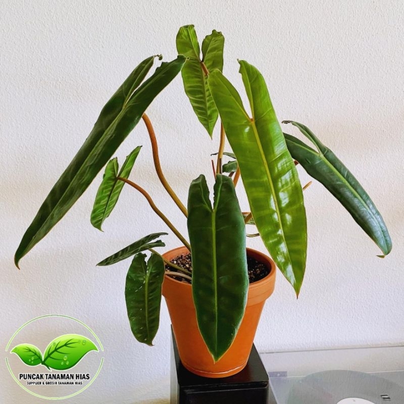 Tanaman hias philodendron billietiae - Philodendron kabel busi original