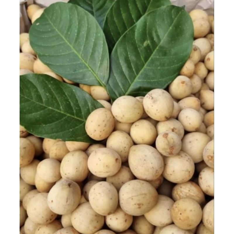 

BUAH DUKU JENIS MADU MANIS ISI 1KG GRATIS ONGKIR