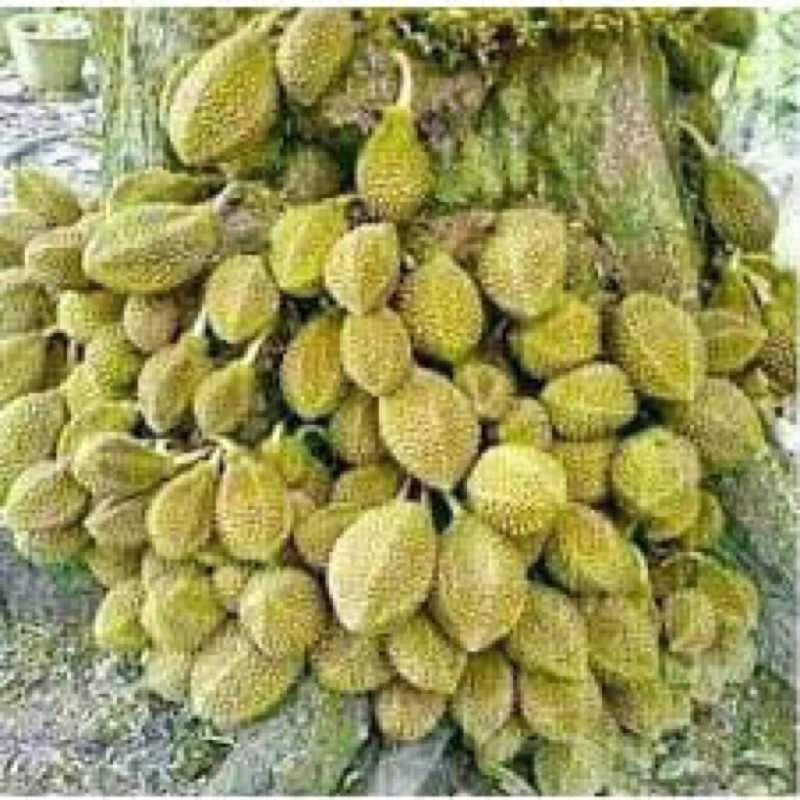 

durian kora kora/durian khas Kalimantan jamin valid cepat berbuah