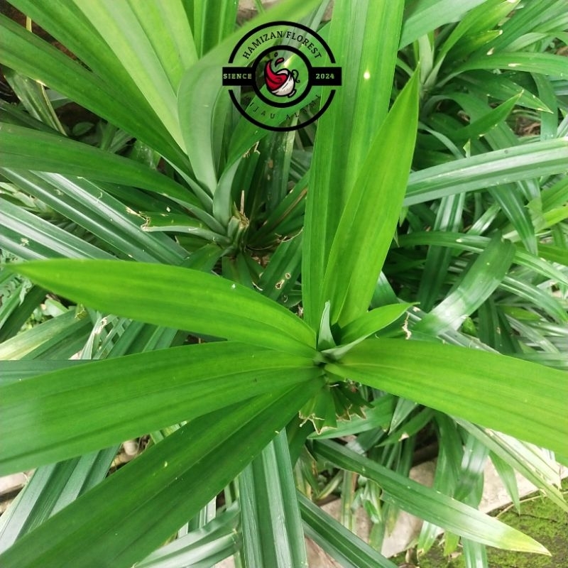 

Daun Pandan Fresh Pandan Wangi Pandan Rempah Alami Paket 250 Gram