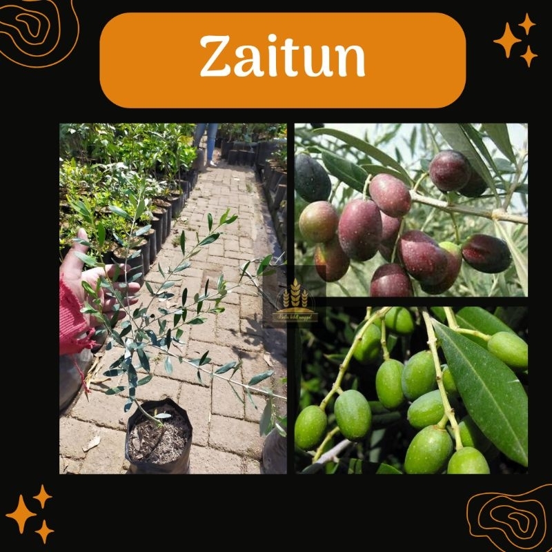 Bibit zaitun •Bibit buah zaitun Bella bibit