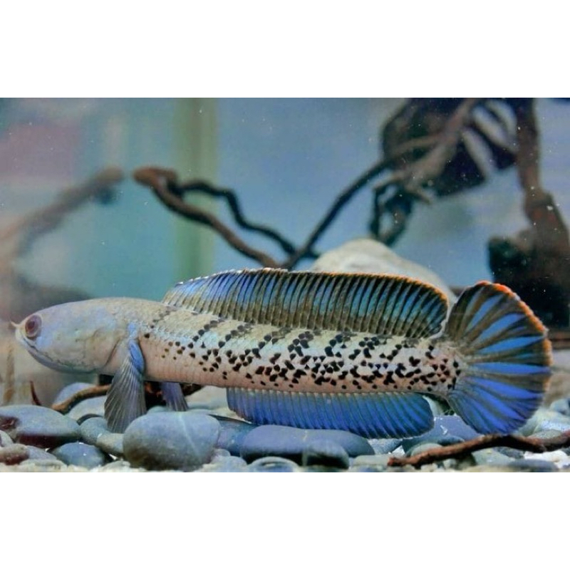 chana stewarti baby size 3cm ful pelet