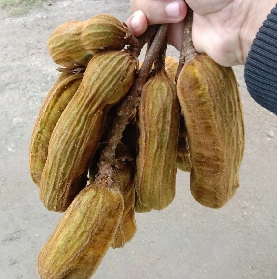 

Bisa COD! 1Kg BUAH SALJU - BUAH ES CREAM BEDUGUL BALI (free packing Box)