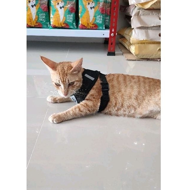 Harness dada kucing tali tuntun kucing