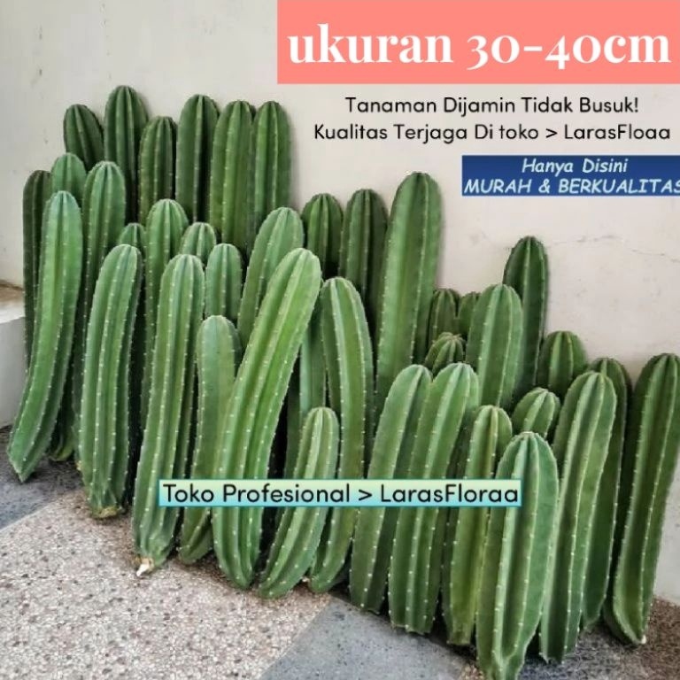 Masih fresh Tanaman Hias Kaktus Koboi Tanpa Duri TERBAGUS bunga Hias kaktus koboi  Pohon kaktus Beli