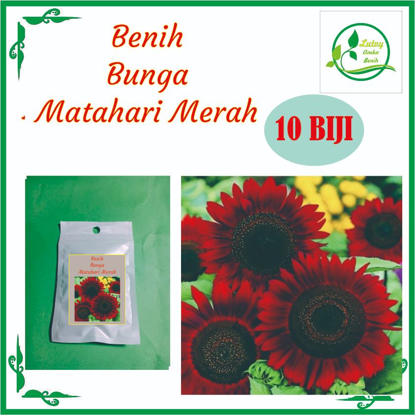 BENIH BUNGA MATAHARI MERAH ISI 10 BIJI