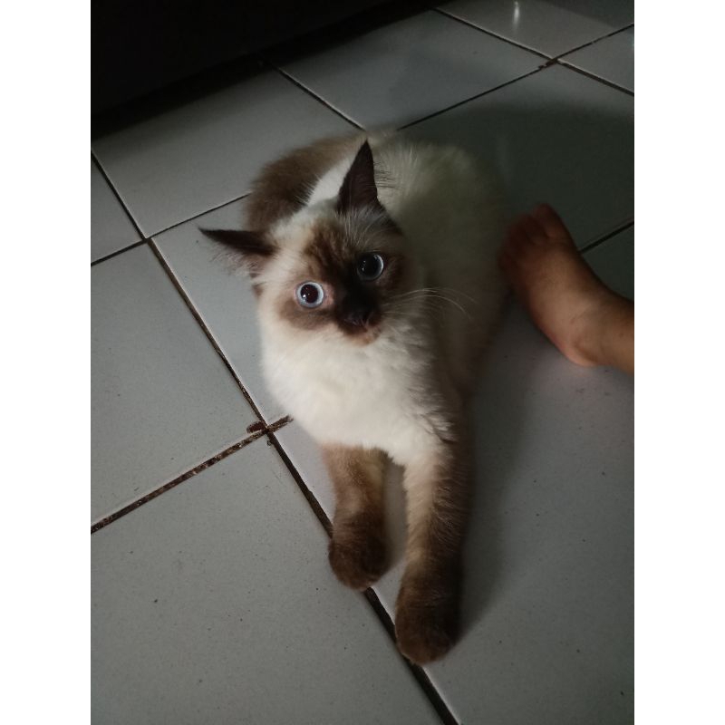 kucing himalaya