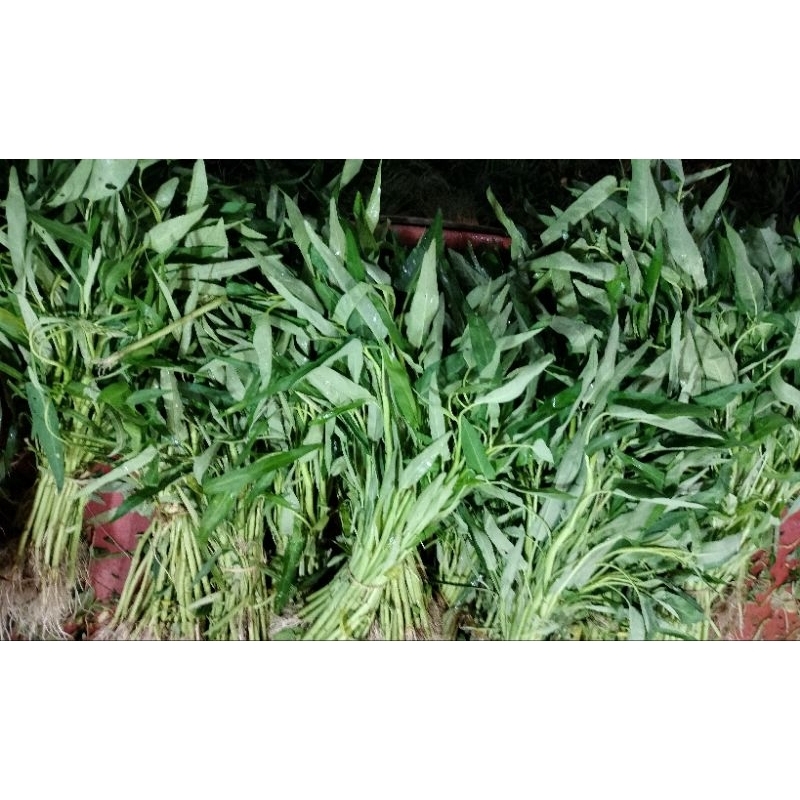 

Kangkung akar 1 ikat