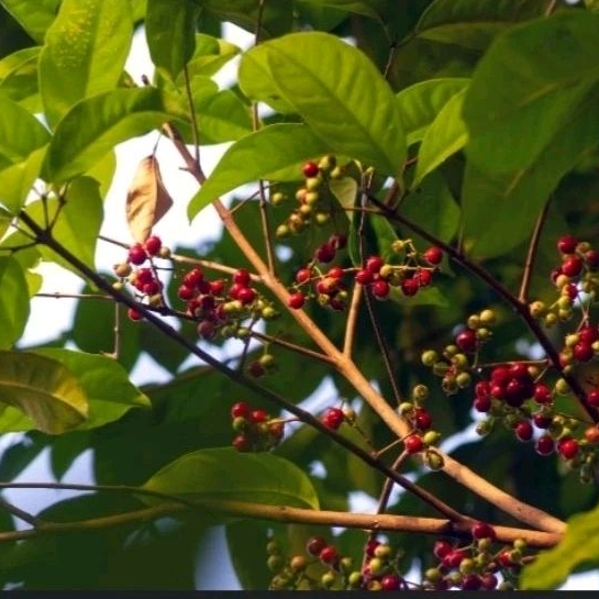 

daun salam segar super per 50 lembar