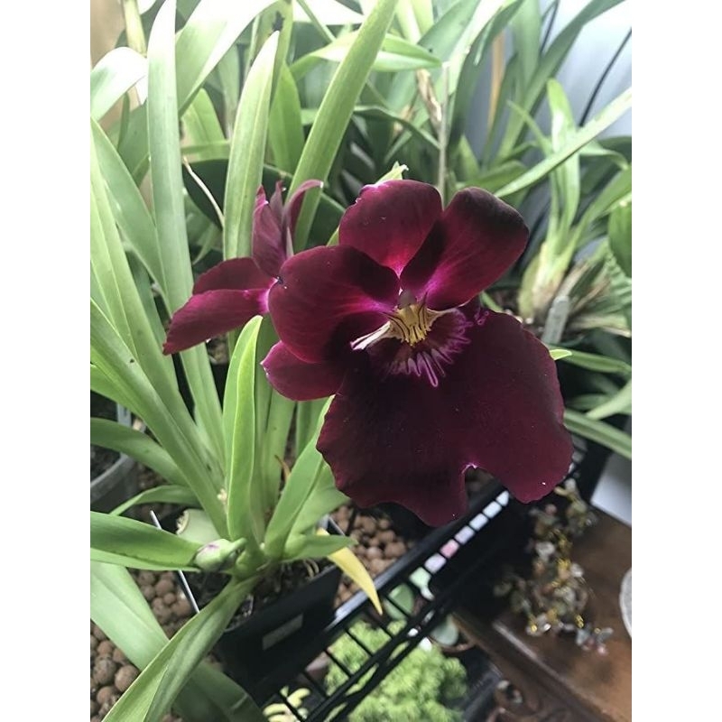 Anggrek Dewasa Miltoniopsis ( ID. purple eyes dark )