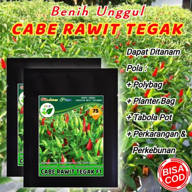 BENIH UNGGUL CABE RAWIT TEGAK F1