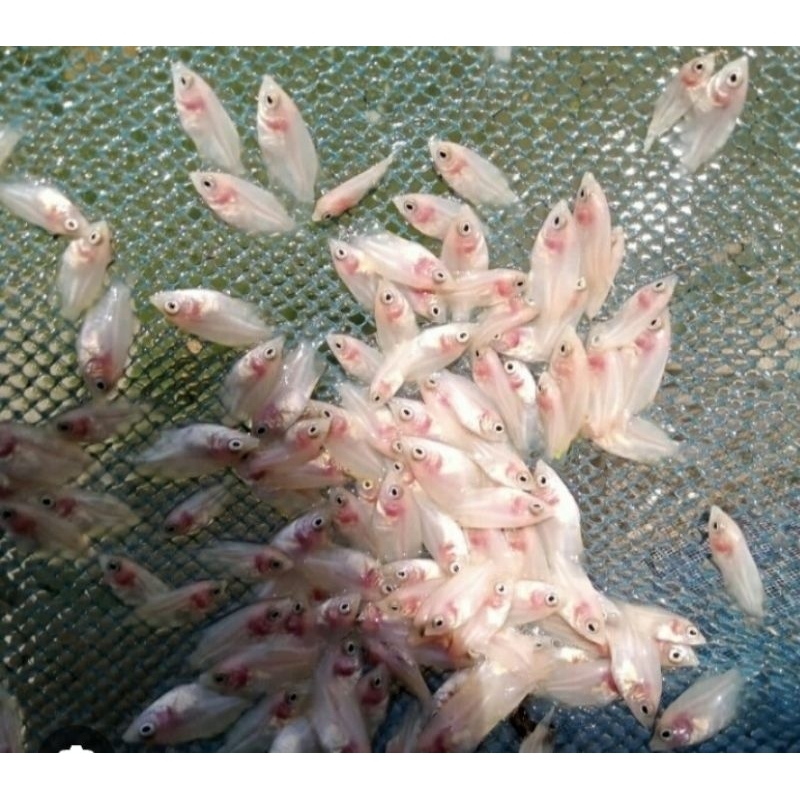 Bibit gurame padang ukuran nguaci paket 200 ekor