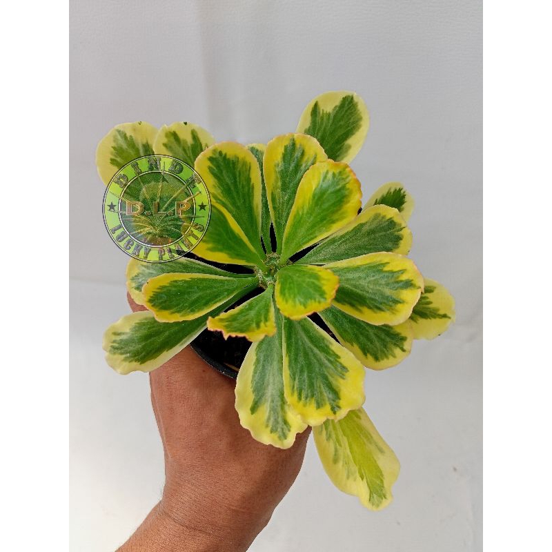 Euphorbia poisonii varigata