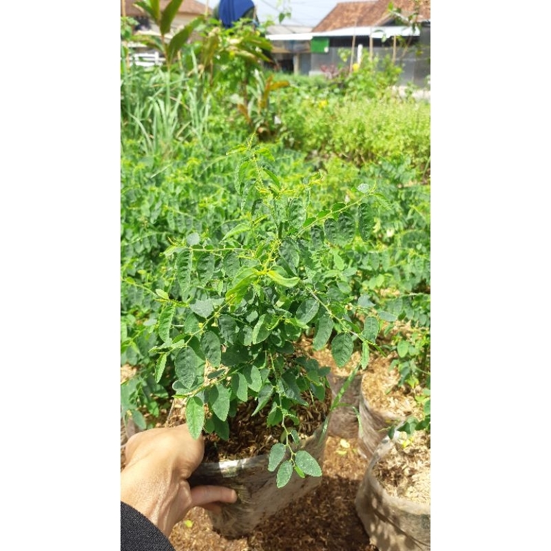 

Daun katuk herbal