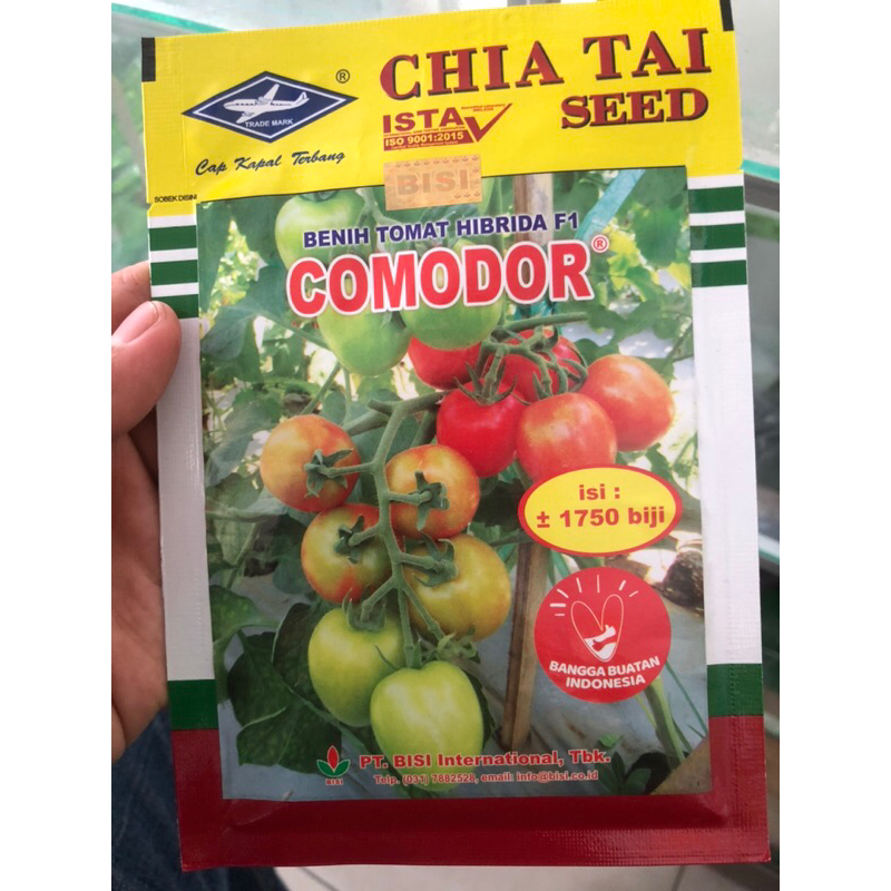 BENIH TOMAT COMODOR ± 1.750 BUTIR ORIGINAL