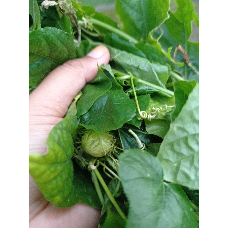 

100 Gram Daun Rambusa / Cemplukan