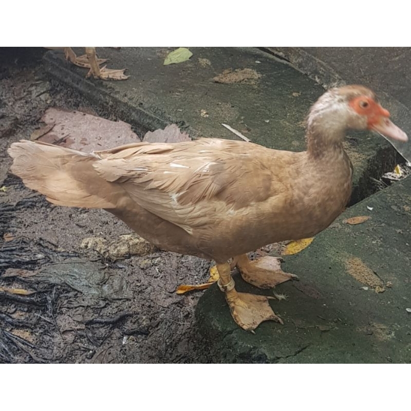 Telur entok hias choco mata merah albino muscovyduck