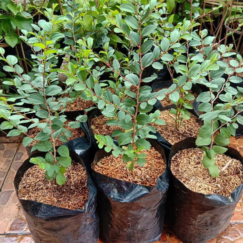 { BISA COD } tanaman herbal bidara arab pohon bidara arab