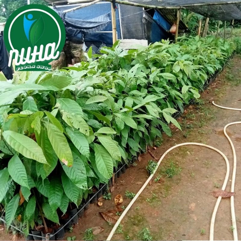 Bibit kakao ( bibit sedling ) dari biji kakao Sulawesi asli.