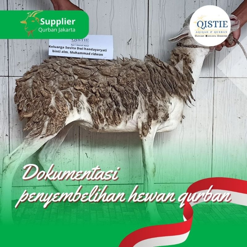 

KAMBING DOMBA QURBAN JANTAN BETINA BERBAGI BERKAH KURBAN FREE ONGKIR