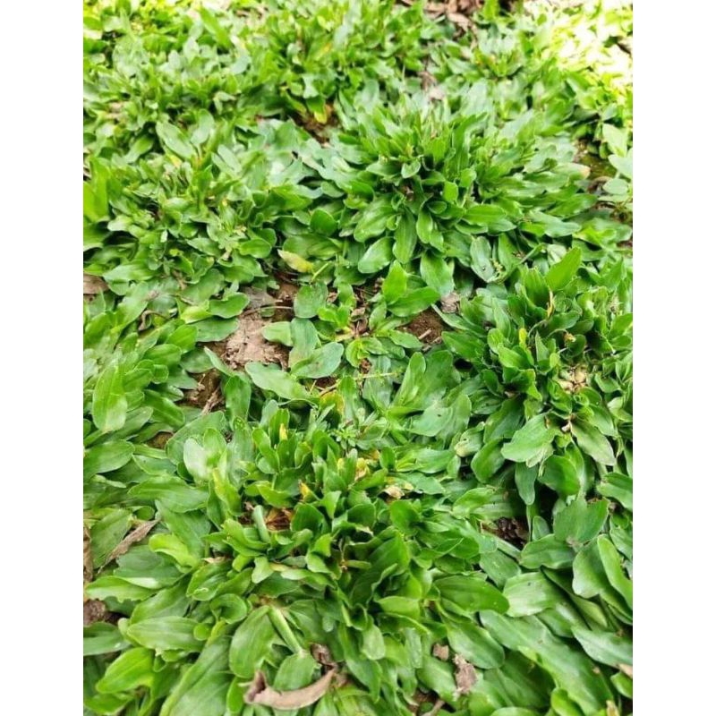 RUMPUT GAJAH MINI PER 1 METER