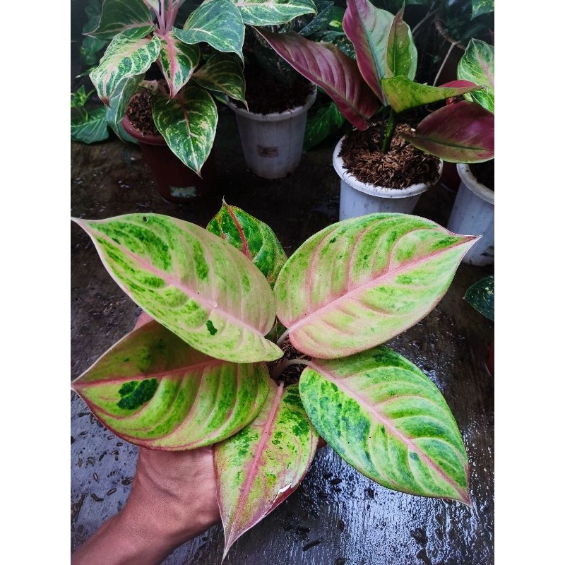 paket 2 Aglonema tanian lokal rengganis dan goliat