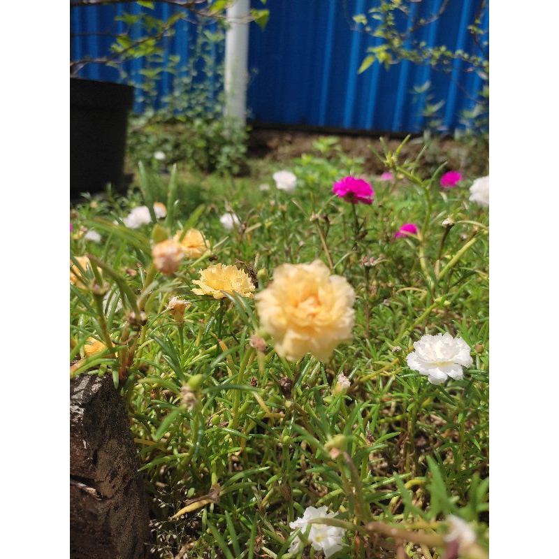 Bunga krokot / bunga pukul sepuluh / Tanaman hias Hidup/Asli/outdoor