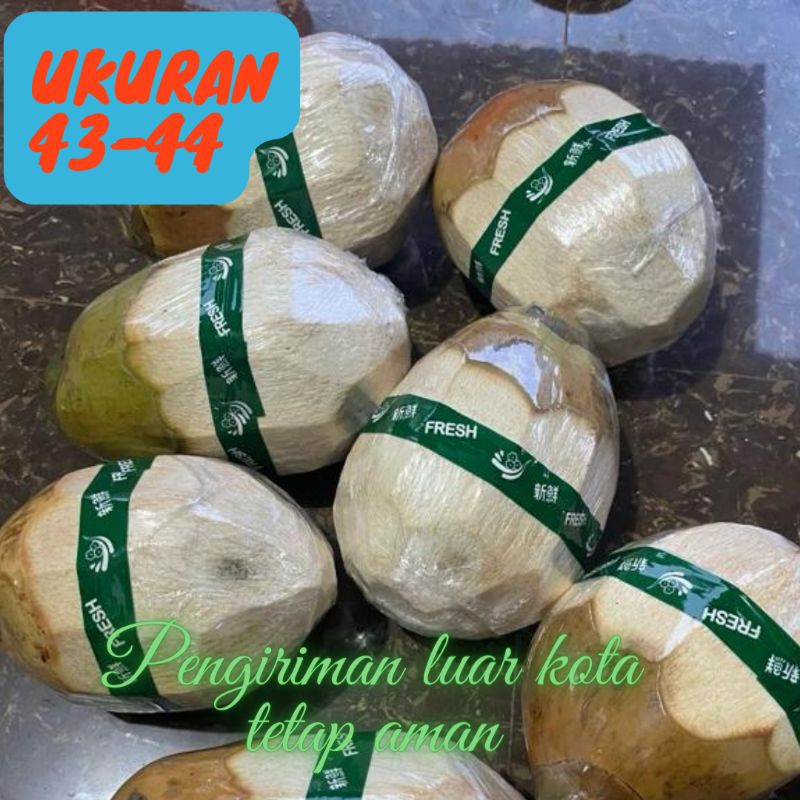 

Buah kelapa kopyor asli pati sedang ukuran 43-44 isi tebal