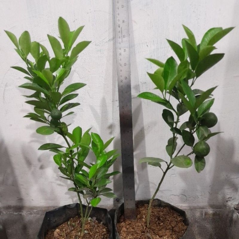 Tanaman Bibit Jeruk Kasturi,Harga per Polibag (Beli 5 Gratis 1),INSTANT & SAMEDAY