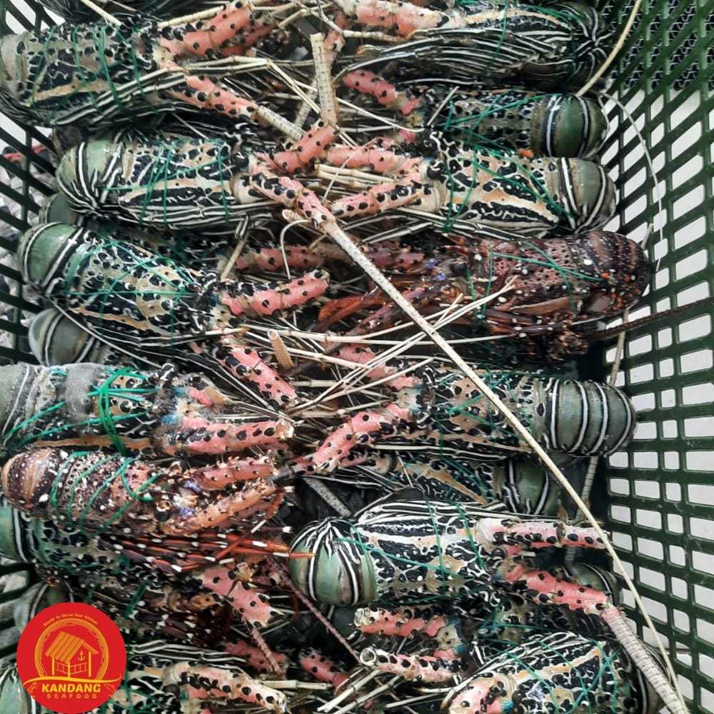 

Lobster Frozen Jumbo Seafood Besar Fresh / Frozen 1Kg Isi 2-4 Ekor