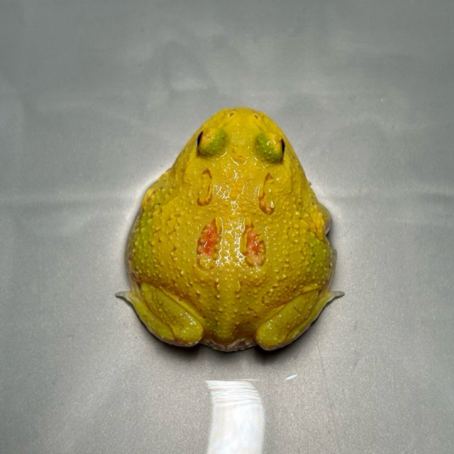 Pacman Frog Albino 2 Spot