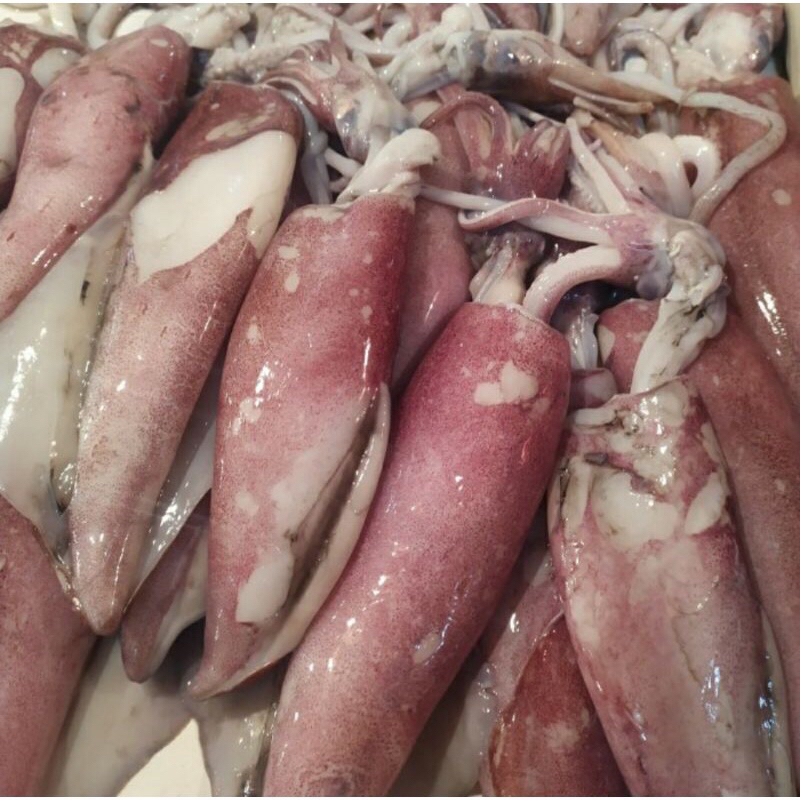 

cumi segar / cumi sero fresh / cumi seafood