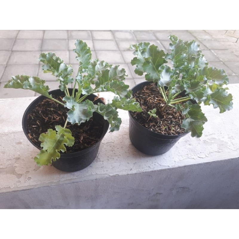 Tanaman bibit sayur Kale curly organik