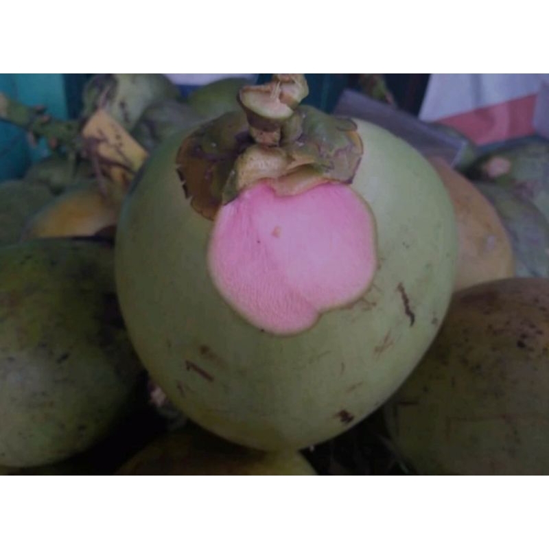 

Degan Ijo Asli (1 Buah)