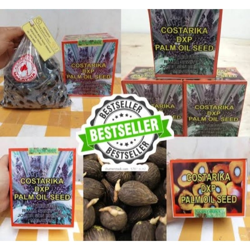 Sawit Benih Polong DxP COSTARIKA KUALITAS UNGGUL
