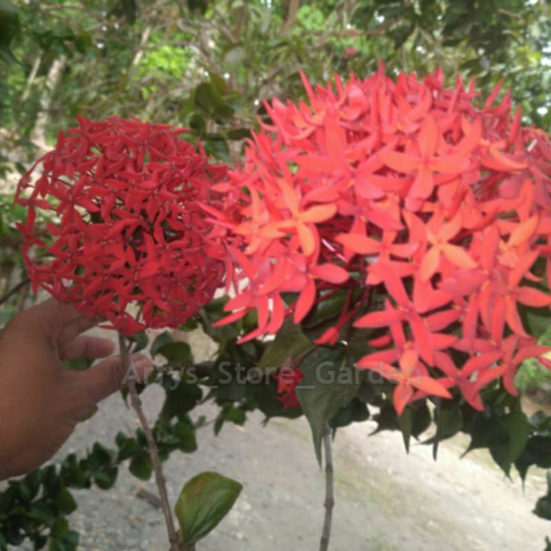 Tanaman Bunga Asoka tusuk sate