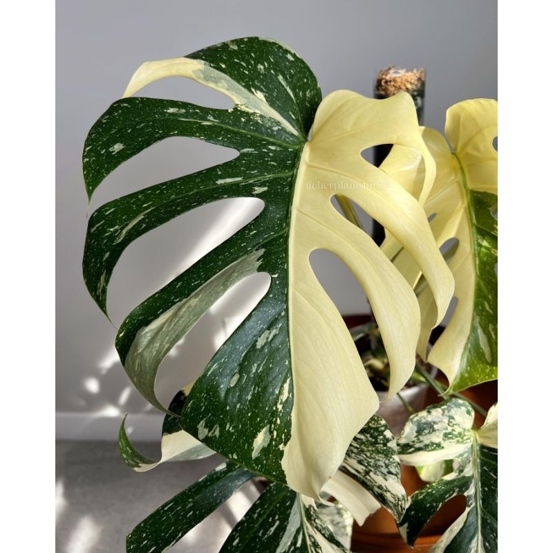 Tanaman hias Monthai / Monstera Thai Constellation / montai