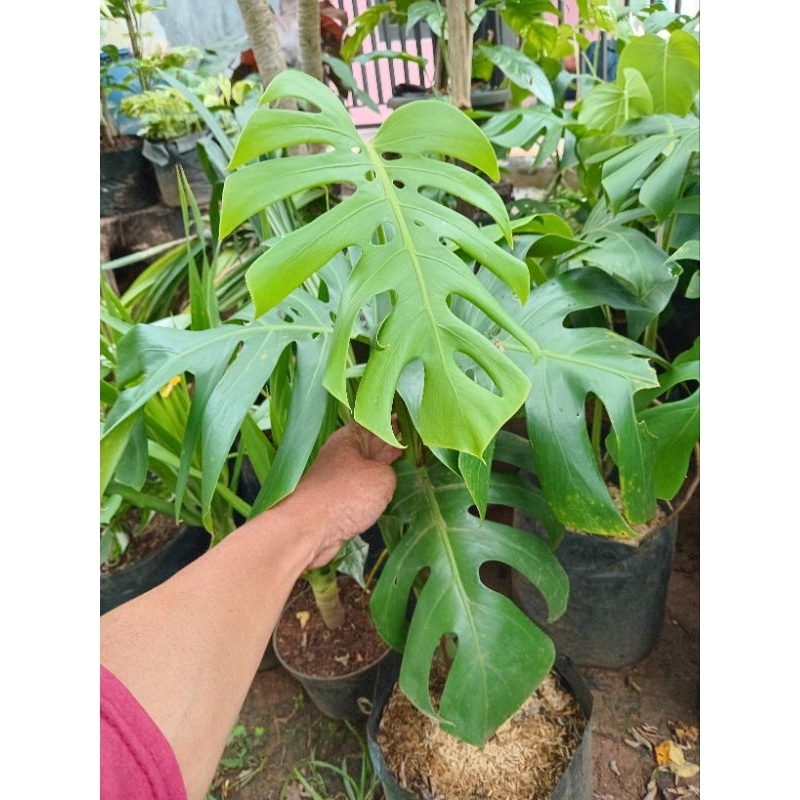 Tanaman hias hidup monstera king Tanaman hias monstera king