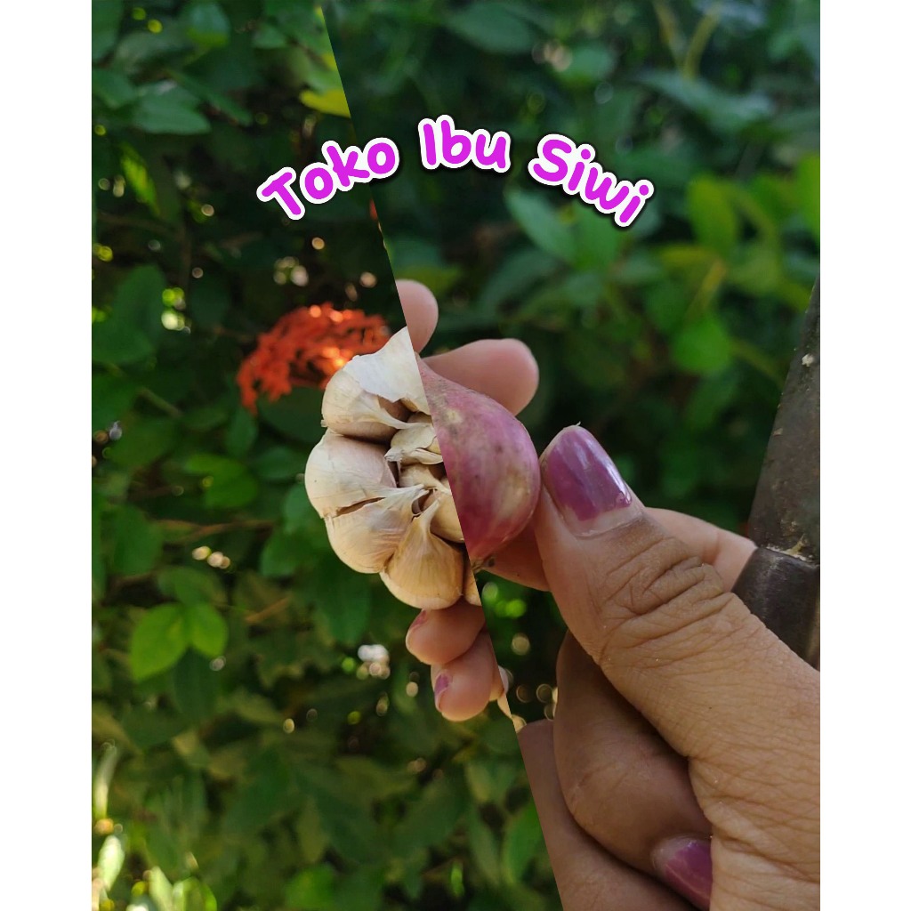 

0.5 KG / 500 GR BAWANG MERAH / PUTIH - WONOGIRI