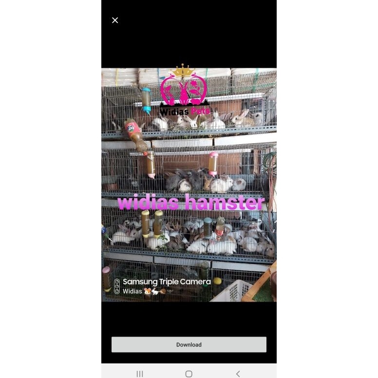 ART R45O kelinci lokal anakan 2bln GRAB GOJEK