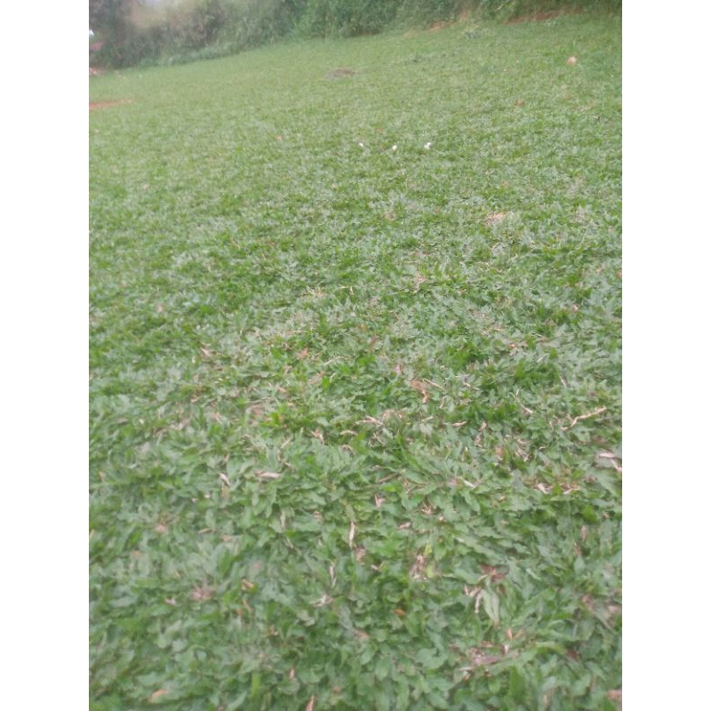 Rumput gajah mini 1 meter