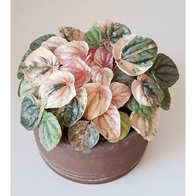 Tanaman hias peperomia caperata pink lady