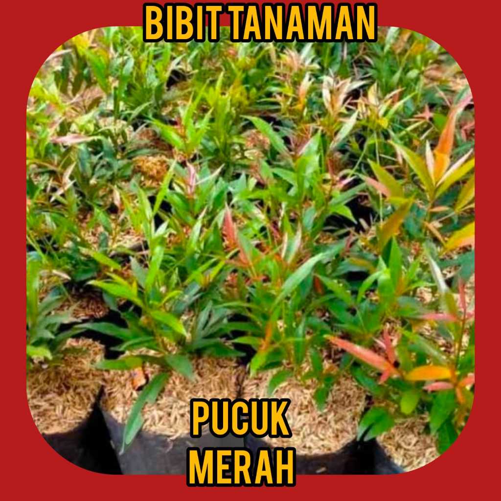 Bibit Pucuk Merah 1.5 Meter