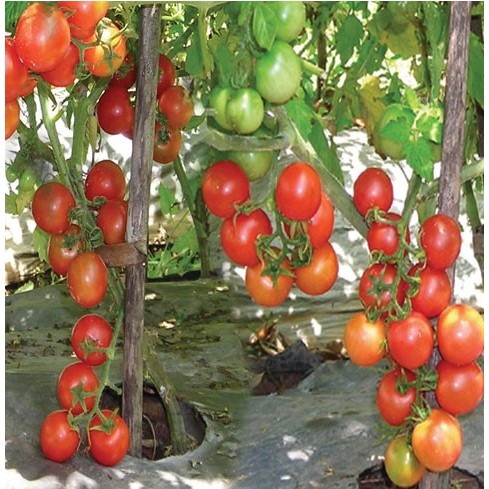 40 BIji - Benih Tomat Rampai / Rempai Cap Bintang Asia - Bibit Tanaman Sayur Seribuan