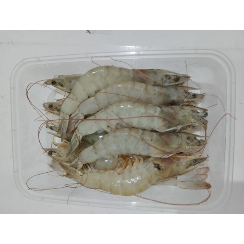 

Udang vaname 250gr