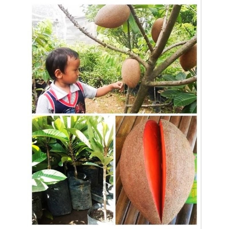 BIBIT MAMEY SAPOTE