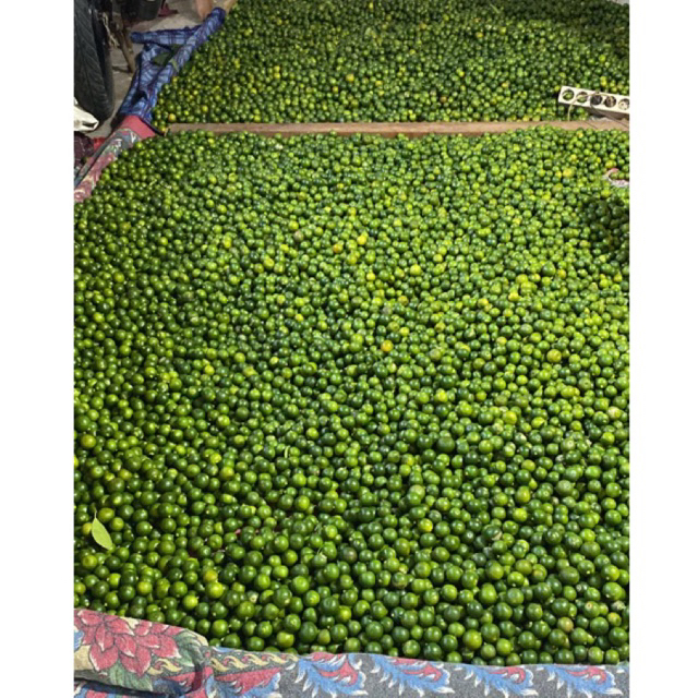 

10KG/JERUK SONKIT/LEMON CUI/KASTURI