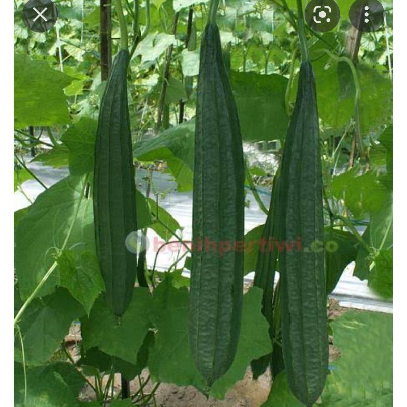 Bibit benih gambas  oyong lokal 25 biji